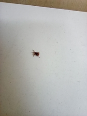 Anthonomus rectirostris