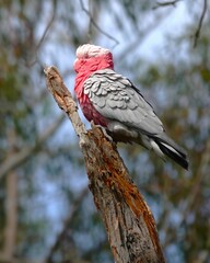 Eolophus roseicapilla albiceps