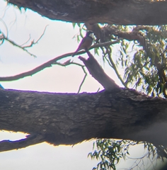 Pachycephala rufiventris