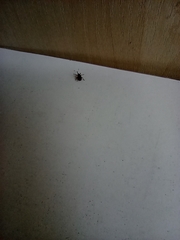 Anthonomus rectirostris