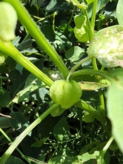Physalis solanacea
