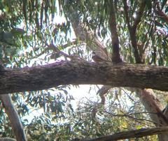 Pachycephala rufiventris