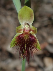 Calochilus paludosus