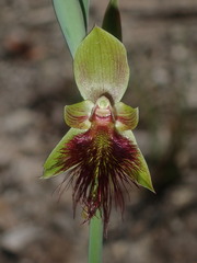 Calochilus paludosus