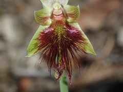 Calochilus paludosus