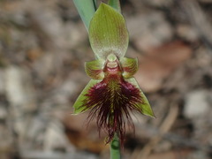 Calochilus paludosus