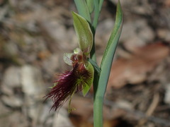 Calochilus paludosus