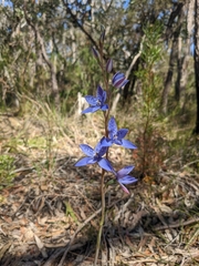 Thelymitra ixioides