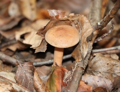 Lactarius aurantiacus