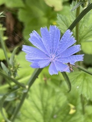 Toxomerus occidentalis