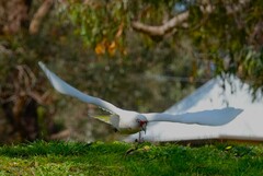 Cacatua tenuirostris