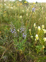 Veronica spuria