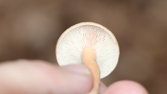 Lactarius aurantiacus