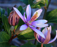 Grewia occidentalis occidentalis