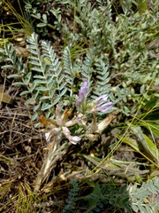 Astragalus