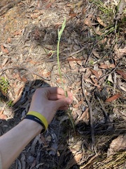Calochilus paludosus