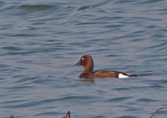 Aythya nyroca