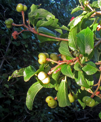 Grewia occidentalis occidentalis