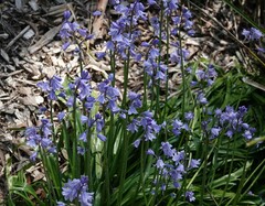 Hyacinthoides