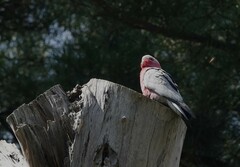 Eolophus roseicapilla albiceps