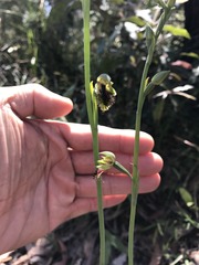Calochilus campestris