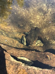 Euastacus yanga