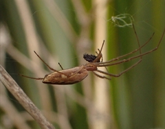 Tetragnatha