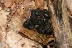 Capreolus capreolus