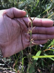 Lyperanthus suaveolens