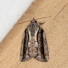 Etanna clopaea
