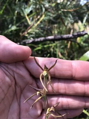 Lyperanthus suaveolens