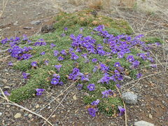 Aptosimum procumbens