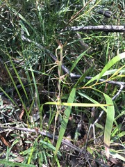 Lyperanthus suaveolens