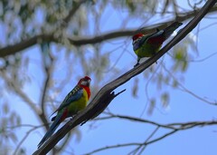 Platycercus eximius eximius