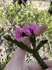 Boronia serrulata