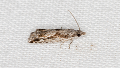 Holocola thalassinana