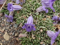 Aptosimum procumbens