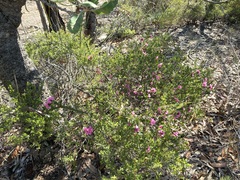 Boronia serrulata
