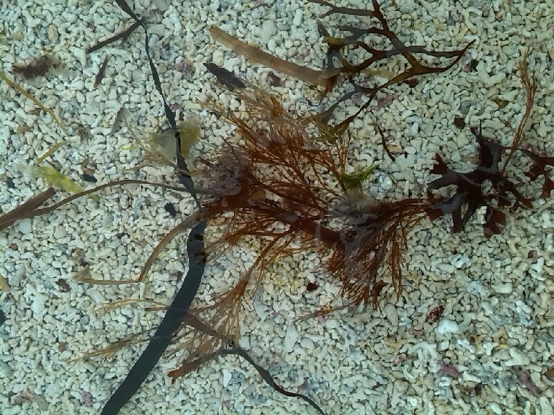 Ceramium deslongchampsii