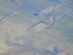 Scardinius erythrophthalmus