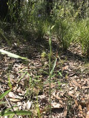 Calochilus