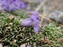 Aptosimum procumbens