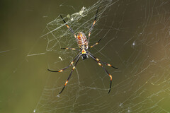 Trichonephila plumipes