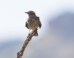 Oreoscoptes montanus