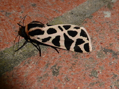 Cymbalophora pudica