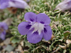 Aptosimum procumbens