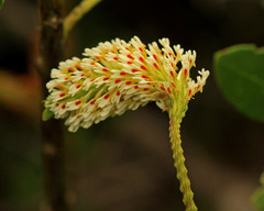 Hebenstretia integrifolia