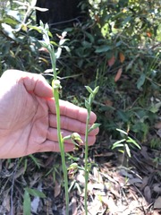 Calochilus