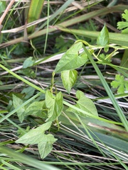 Calystegia marginata
