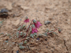 Hermannia coccocarpa